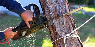 Best Tree Disease Treatment  in Wakefield, NE