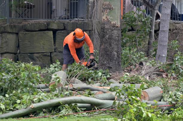 Reliable Wakefield, NE  Tree Services Solutions